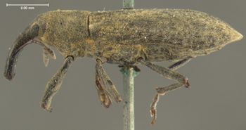 Media type: image;   Entomology 5247 Aspect: habitus lateral view
